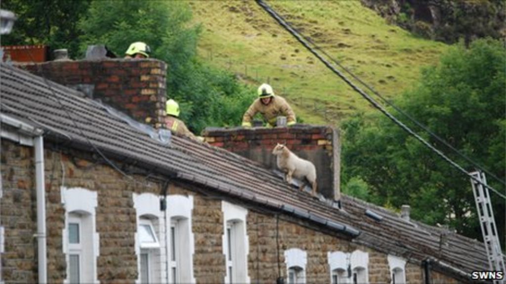 Sheep On House Roof In Pontycymmer Escapes Unhurt - Bbc News