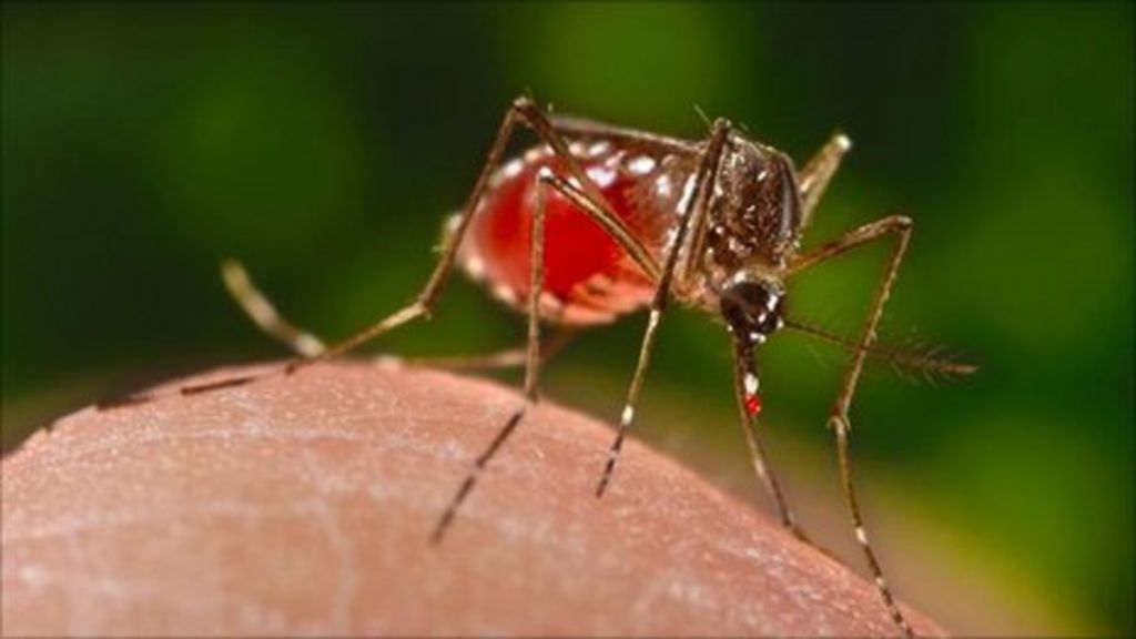 Scientists to sequence thousands of insect genomes - BBC News