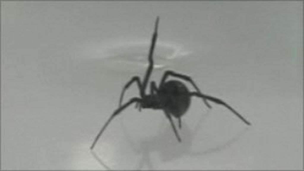 Black widow spider found at Chatham Dockyard 'pregnant' BBC News