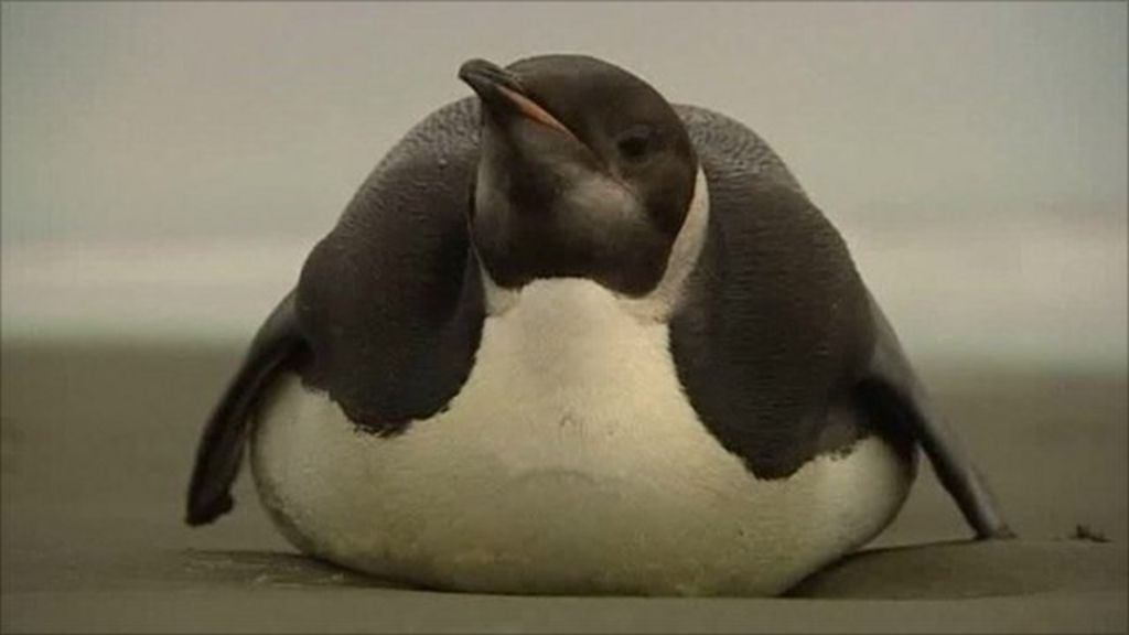 Emperor penguin from Antarctic visits New Zealand beach BBC News