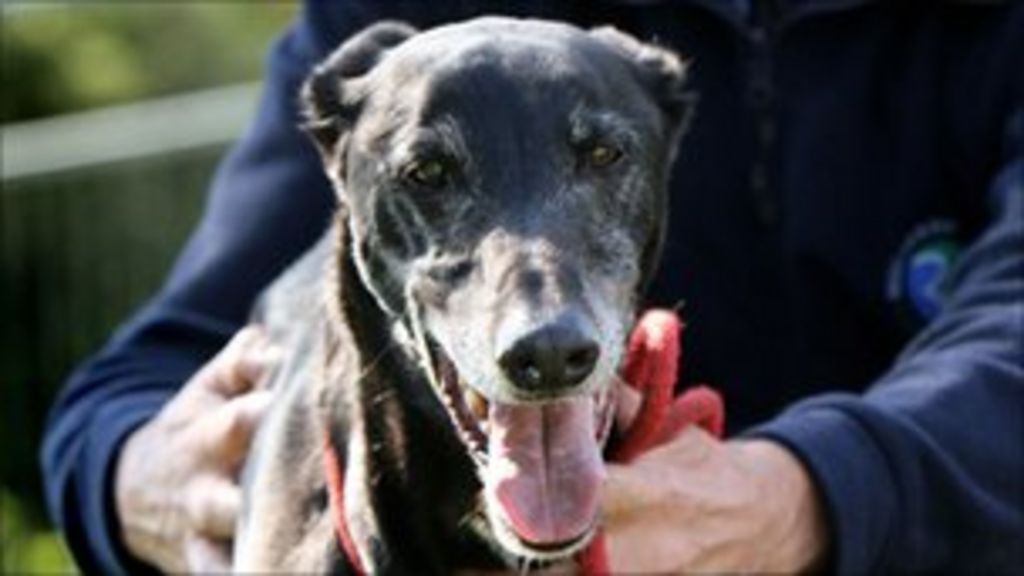 Redcar & Cleveland Council's rat catching dog retires BBC News