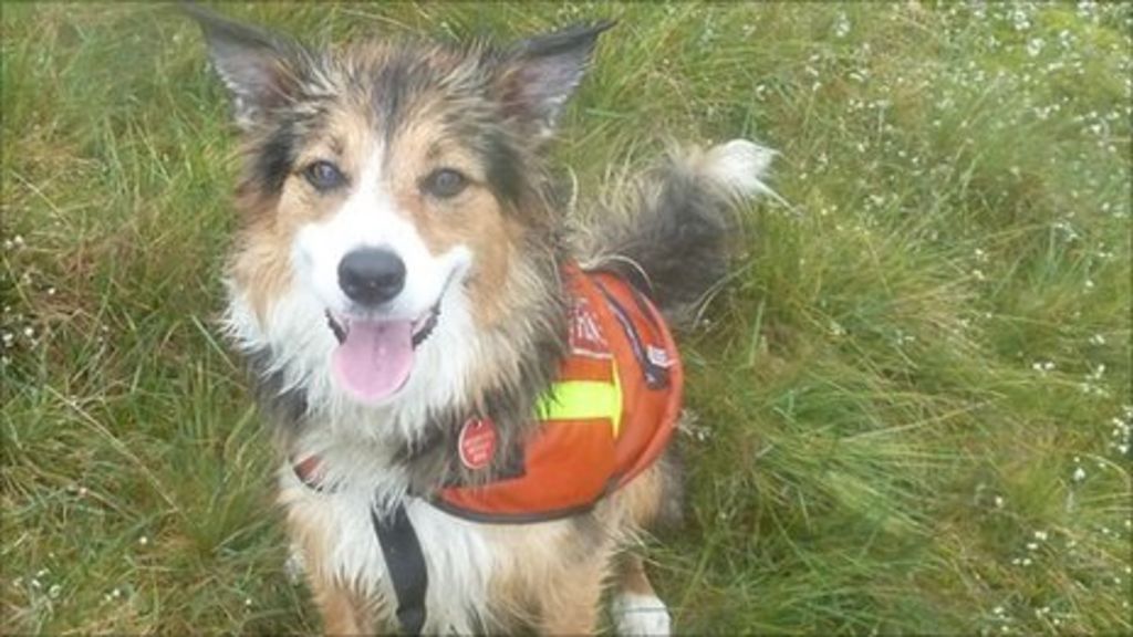 Rescue dog finds Snowdon walkers for Llanberis team BBC News