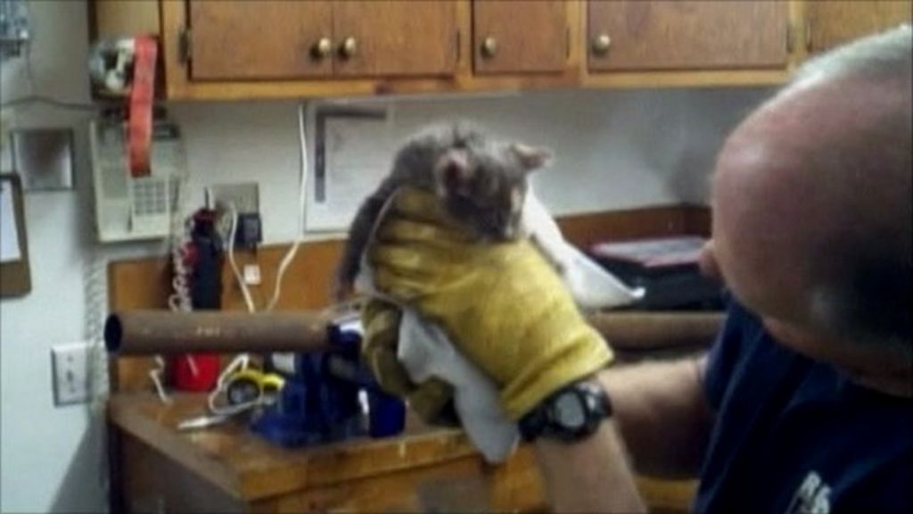 Firefighters free kitten trapped inside a pipe BBC News