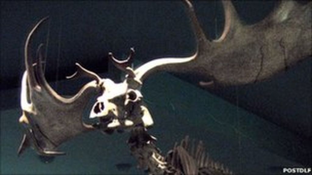Irish elk antlers auctioned in Kilkenny BBC News