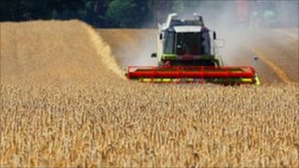 Plunge in corn prices may ease food inflation BBC News