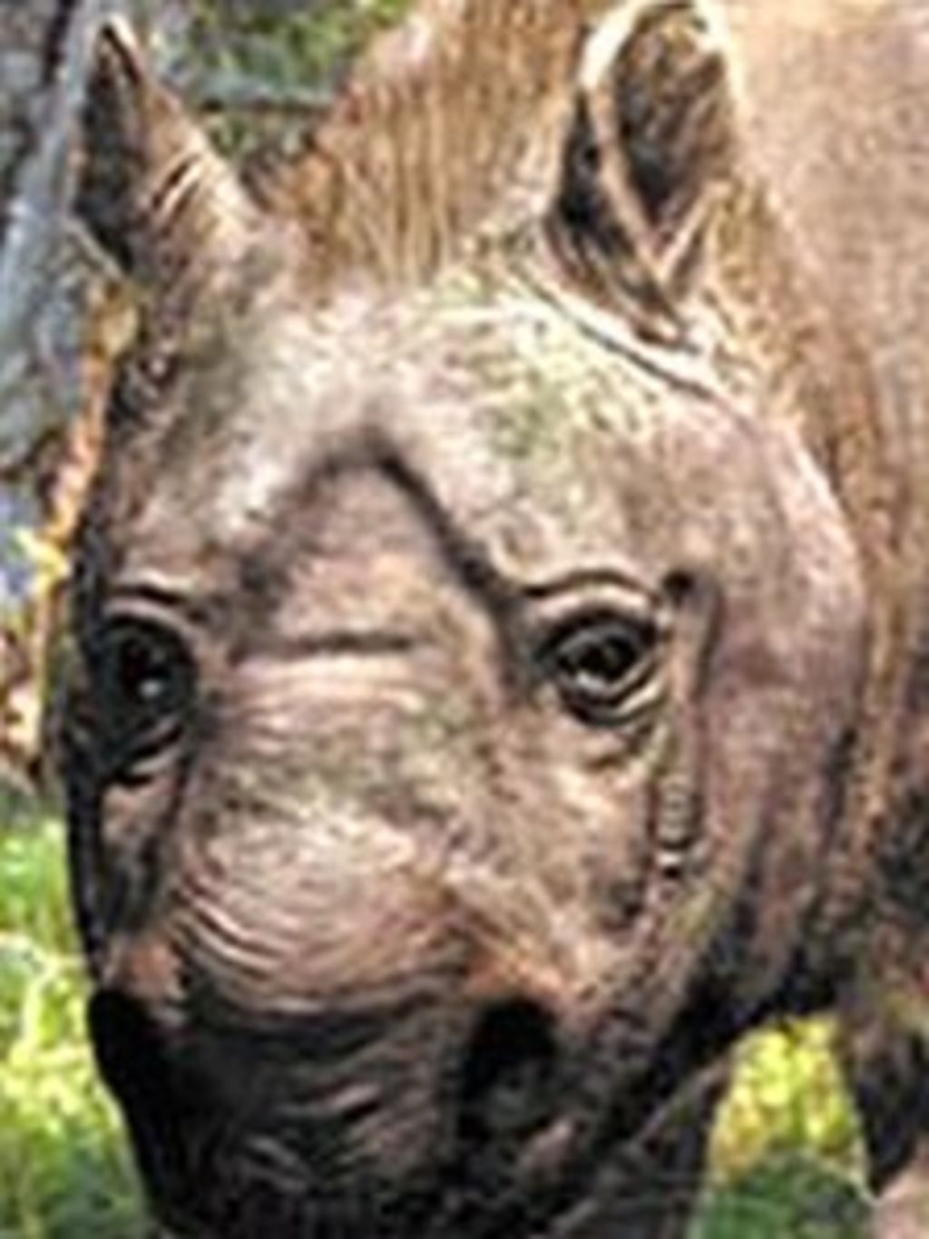 Giant Wombat Skeleton Found In Australia s Queensland BBC News