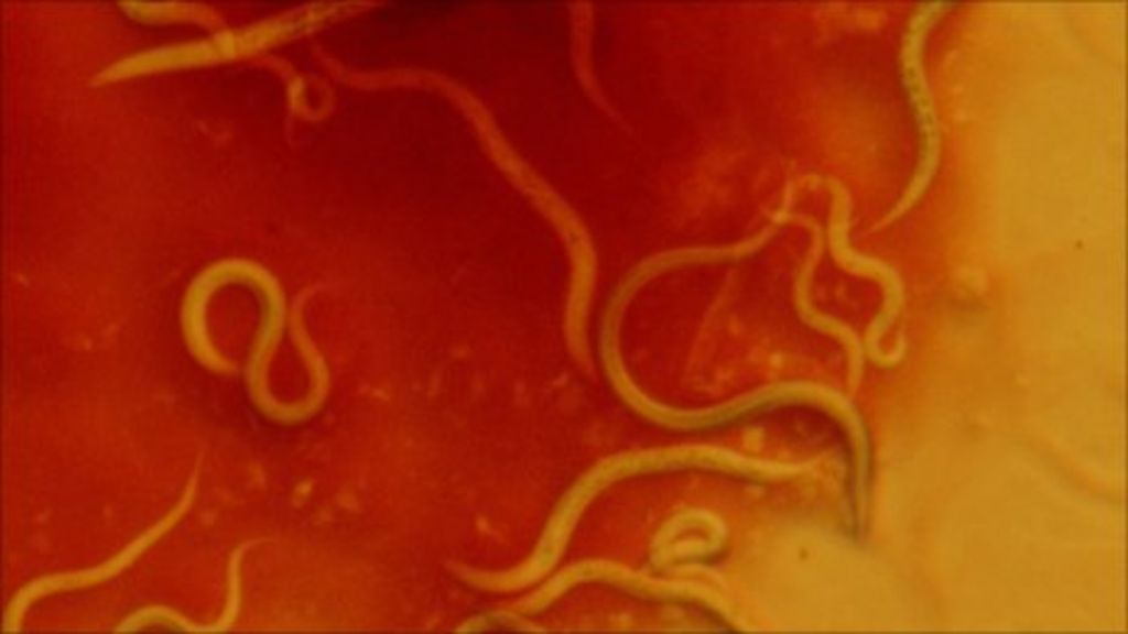 Worms Sex Life Yields Advantage Over Parasites Bbc News 0965
