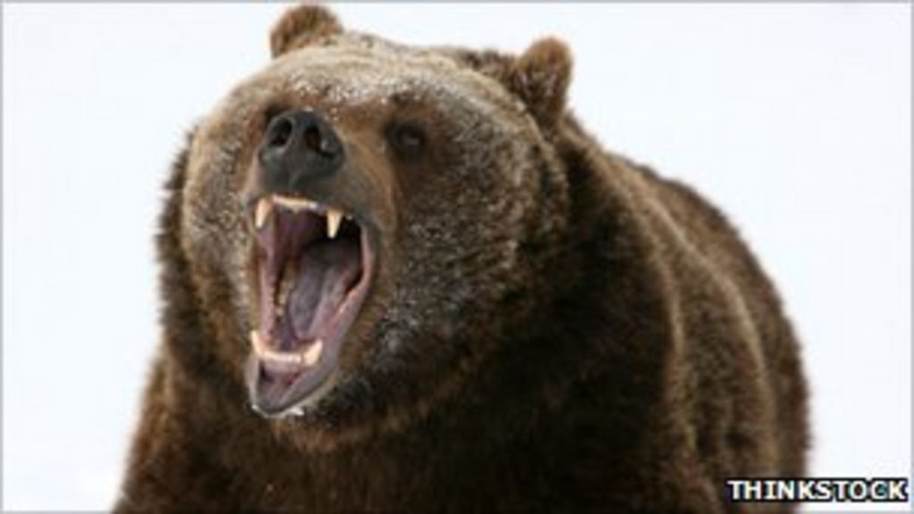 Who, what, why What should you do if a grizzly attacks? BBC News