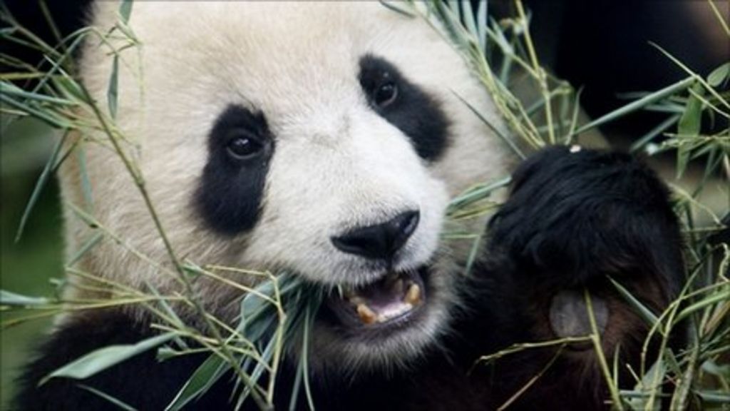 Edinburgh Zoo pandas to arrive from China on Sunday - BBC News