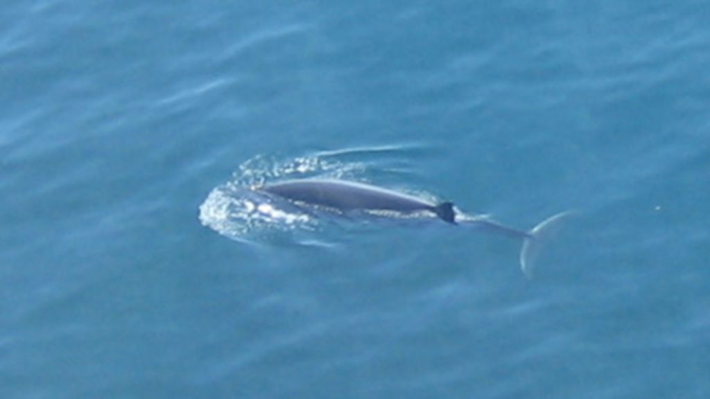 Rare Sei whale spotted in Scottish waters - BBC News