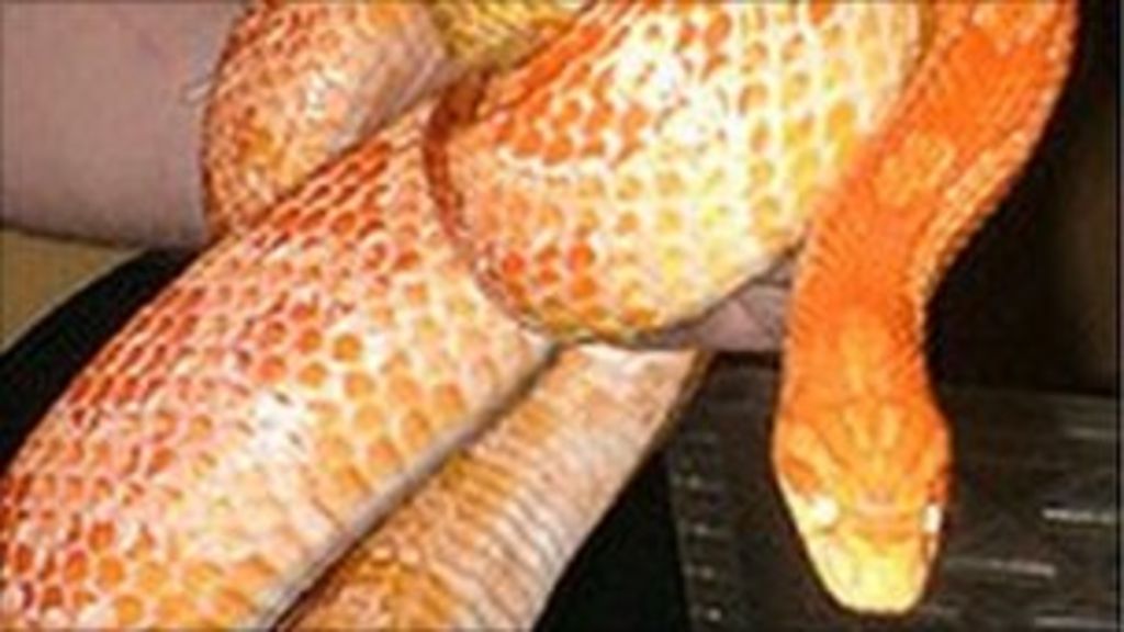 Big corn snake loose in West Lothian - BBC News