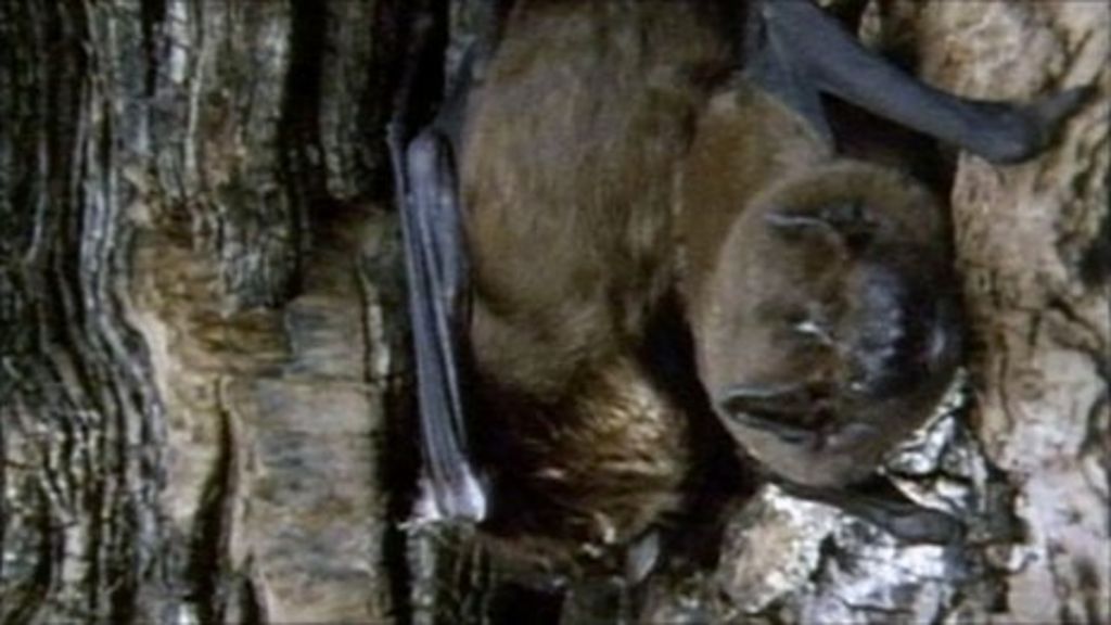 Health Warning Over Bat Bites BBC News    54395132 Bats 