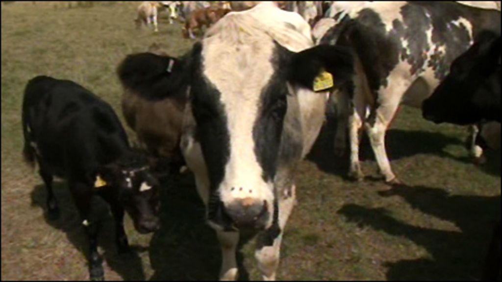 Cow stampede in Berkshire 'nearly killed' Emma Gregory - BBC News