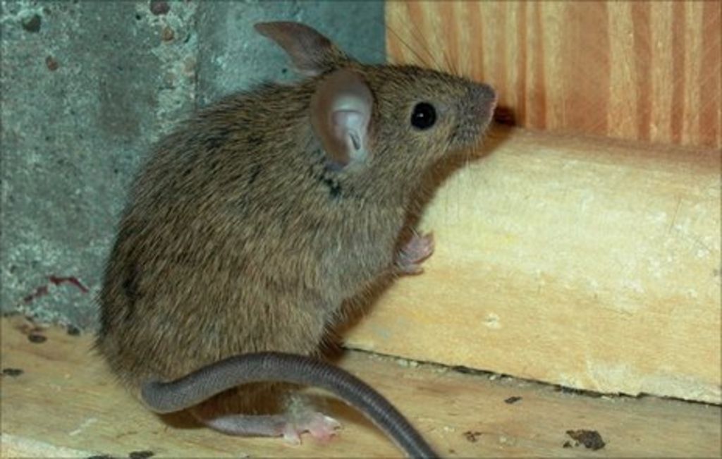 'Super' mouse evolves resistance to most poisons - BBC News