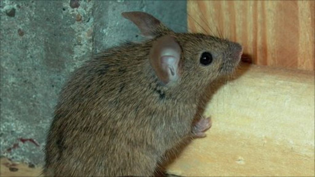 Super Mouse Evolves Resistance To Most Poisons Bbc News