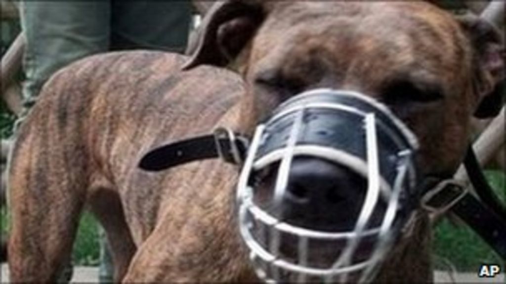 Dangerous Dogs Act change urged by Blue Cross charity BBC News