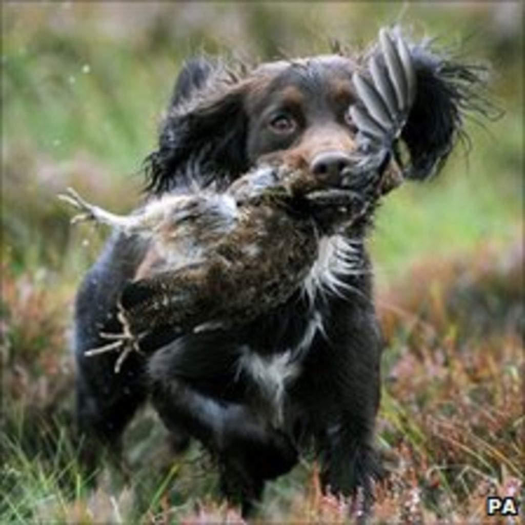 Western Isles Guga Hunt Leader Hits Back At Sspca Bbc News