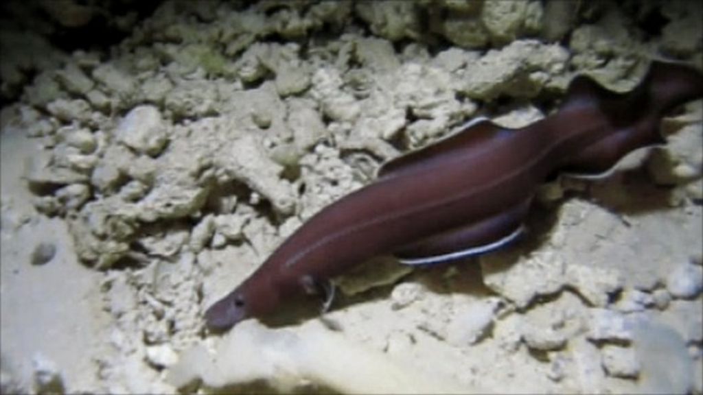 New Pacific eel is a 'living fossil', scientists say - BBC News