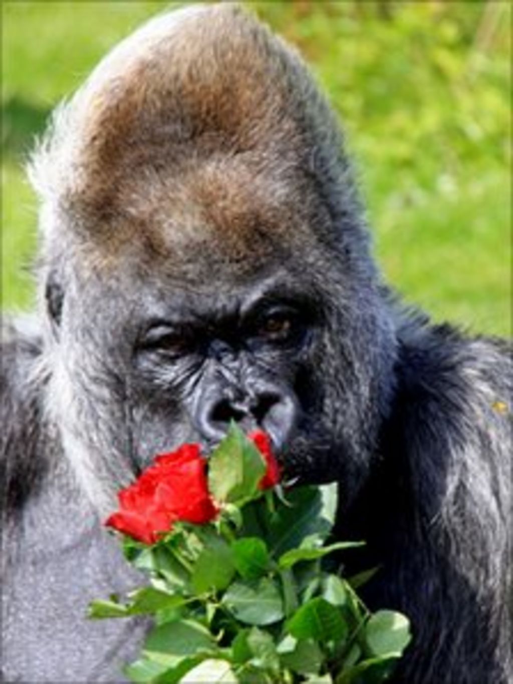 Longleat Safari Park western lowland gorilla marks '50th birthday' BBC News