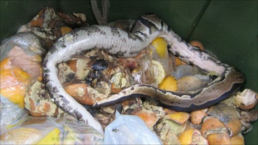 Dead snake found in Basildon bin prompts owner warning BBC News