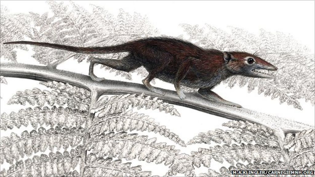 Fossil redefines mammal history - BBC News