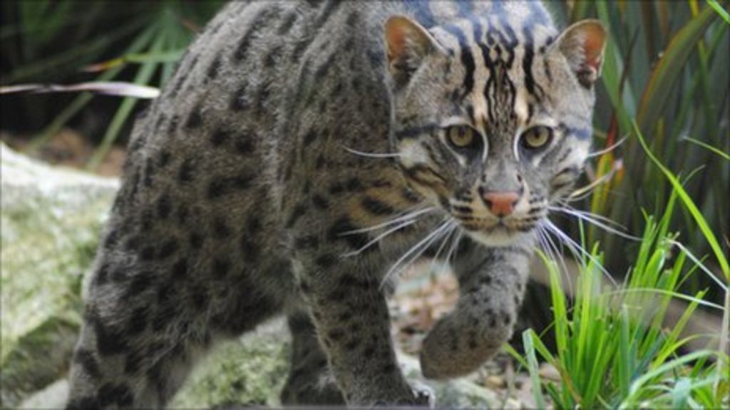 Rare fishing cat leaves Newquay Zoo for Estonia BBC News