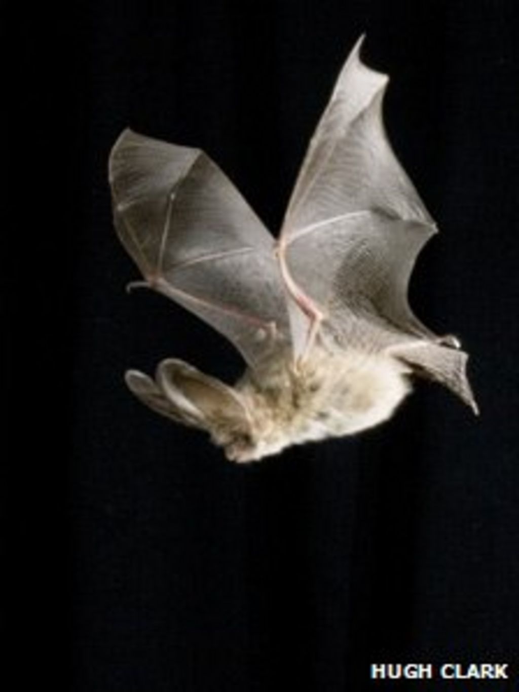 Bat Conservation Trust in Scotland seeks new carers BBC News