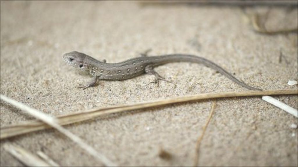 Sand lizards bred at Chester Zoo return to Ynyslas BBC News