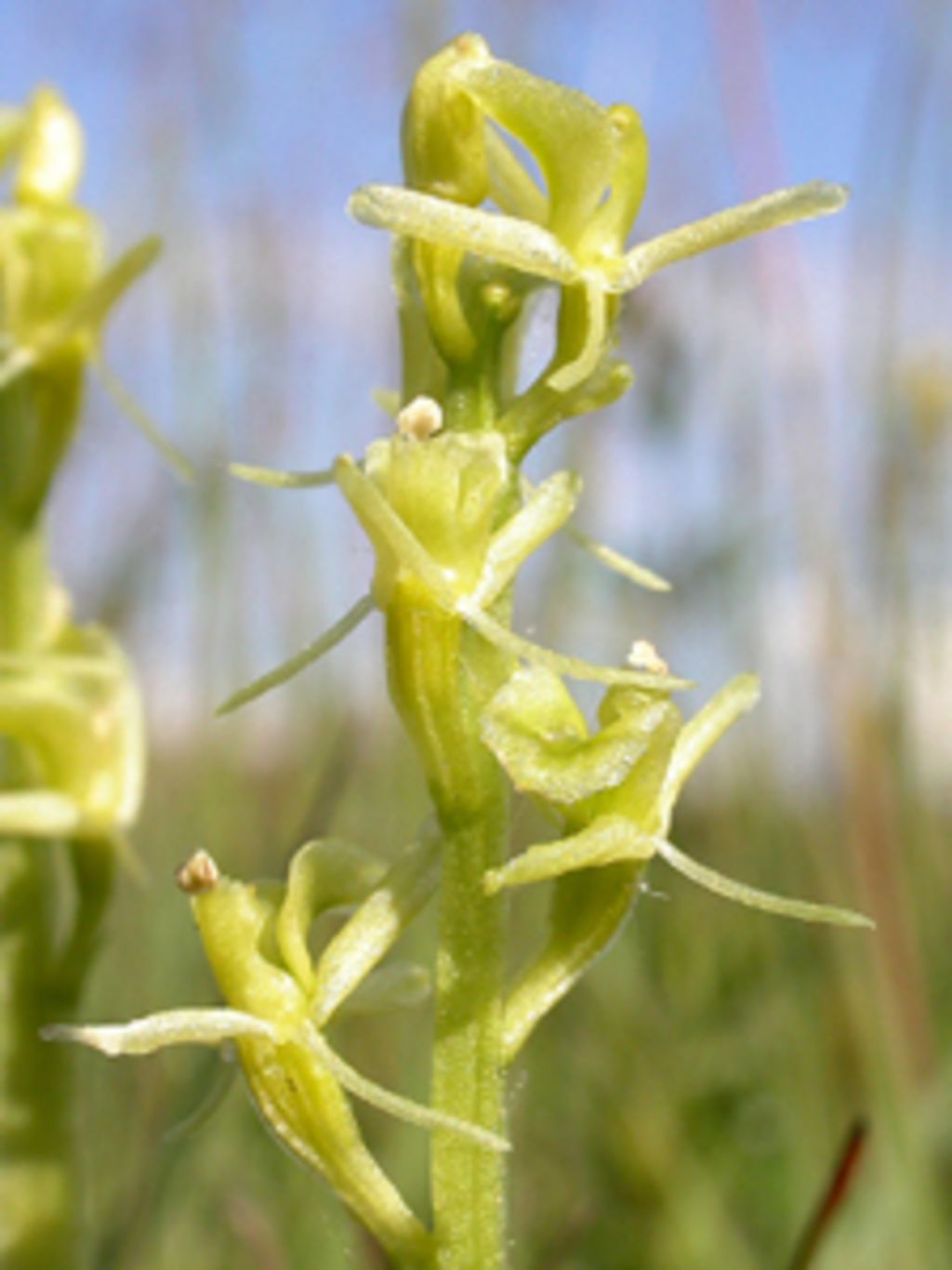 Rare plants extinction threat from changing sand dunes Rare plants extinction threat from changing sand dunes