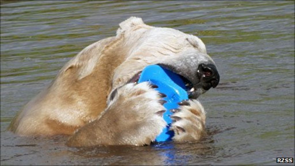 Gifts meet polar bear Walker's demand for hard hats BBC News