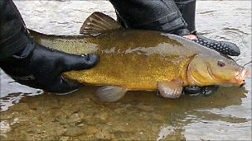 fish-moved-from-receding-river-in-gloucestershire-bbc-news