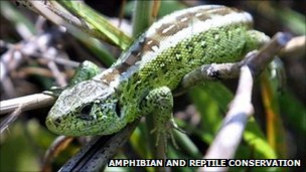 Eighty rare sand lizards released at Hengistbury Head BBC News