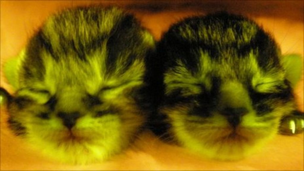 Glowing cats shed light on Aids BBC News