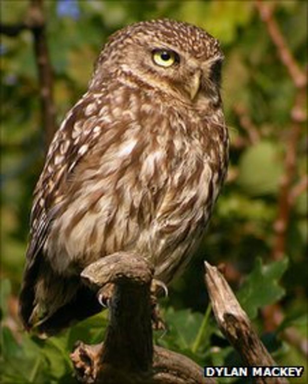 Surrey Wildlife Trust To Study Owl Pellets Bbc News