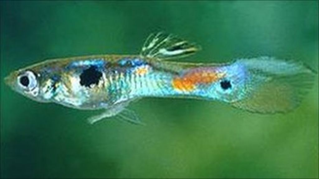 Warning Against Freeing Pet Fish Bbc News