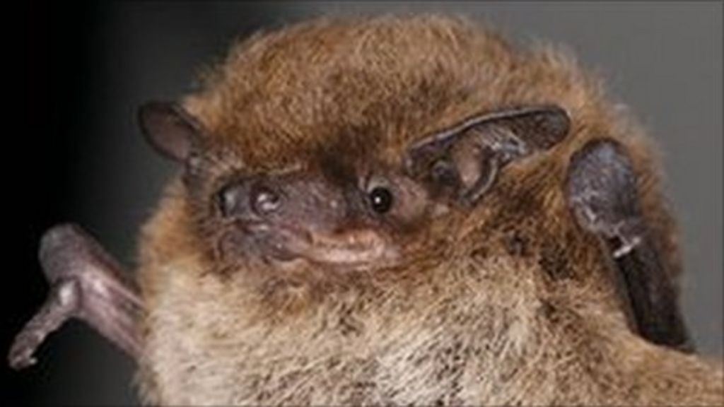 Rare bats found at Culzean Country Park in Ayrshire. - BBC News