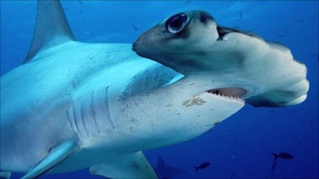 Vast shark sanctuary created in Pacific - BBC News