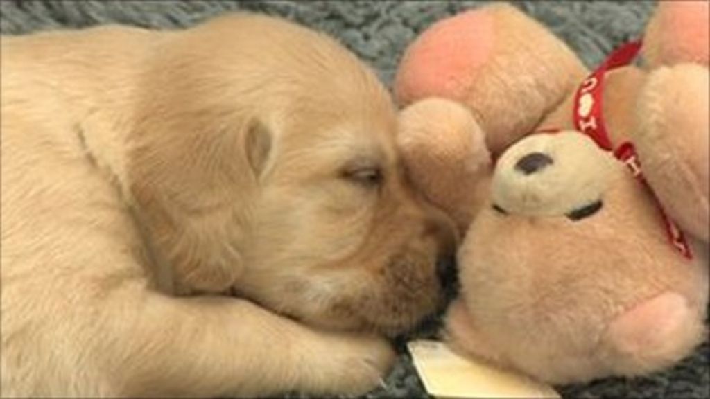 New Guide Dogs breeding centre to produce 1,500 puppies BBC News