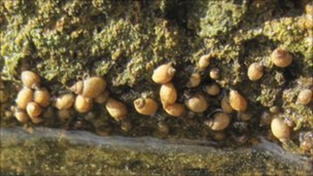 North American snails found at Bath's Roman baths BBC News