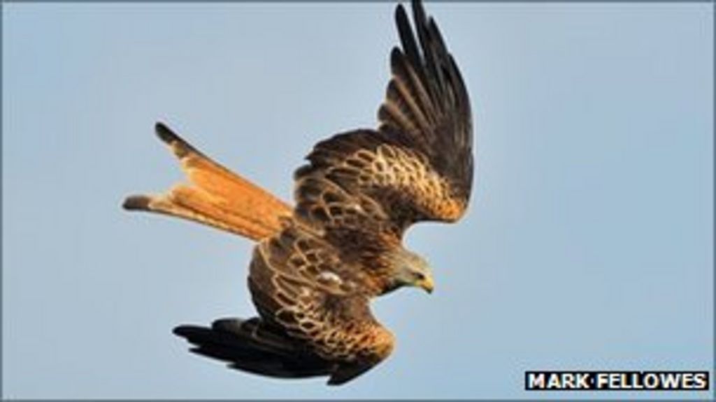 Red kites soar in population around urban Reading BBC News