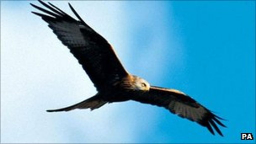 red kite carrier