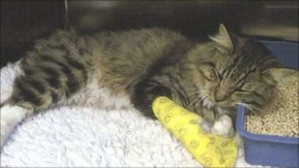 Pair Of Hit And Run Cats Rescued From Fife Road Bbc News