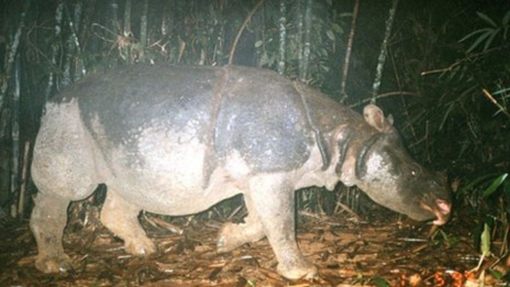 Javan rhino 'now extinct in Vietnam' - BBC News