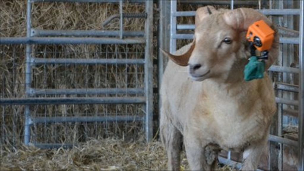 cam fitted to ram reveals sheep mating habits BBC News