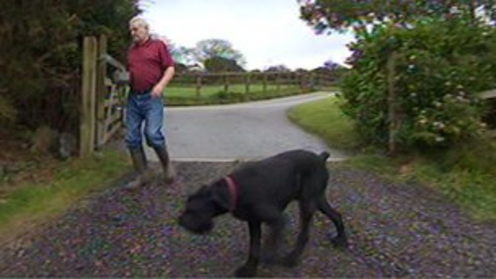 Dog helps lightningstrike Redruth mayor BBC News