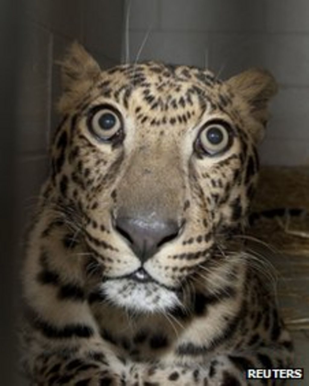 Ohio orders Zanesville animals to stay at Columbus Zoo - BBC News