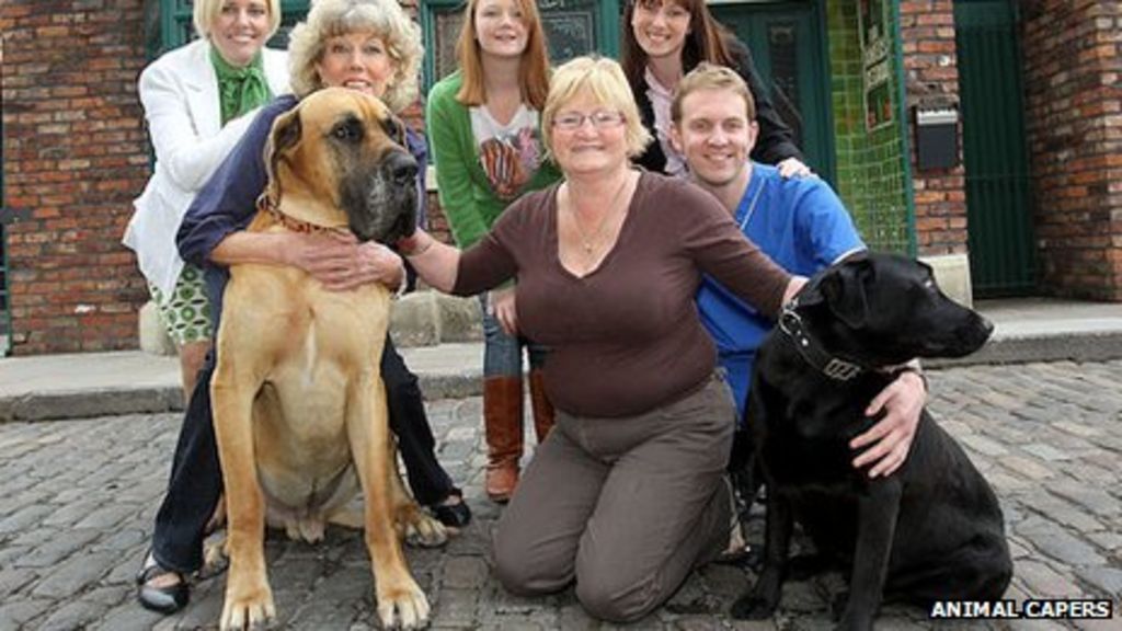 Coronation Street dog owner leads Schmeichel to bow out BBC News