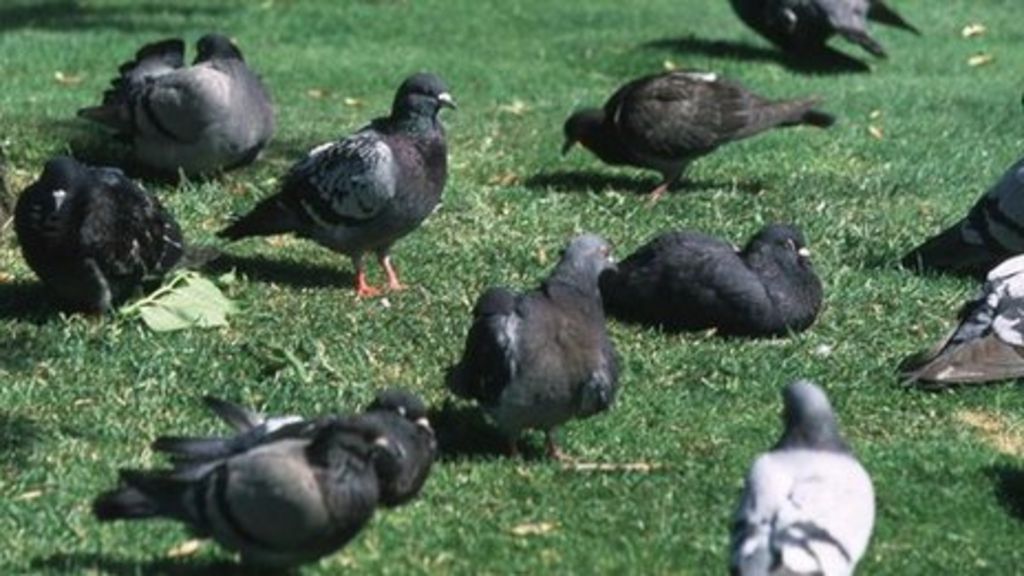Thieves steal 70 pigeons from Newcastle allotment BBC News