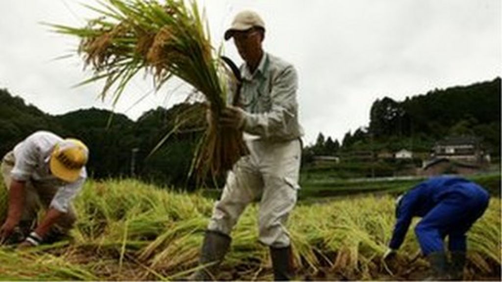 Trade talks pit Japanese farmers against industry BBC News