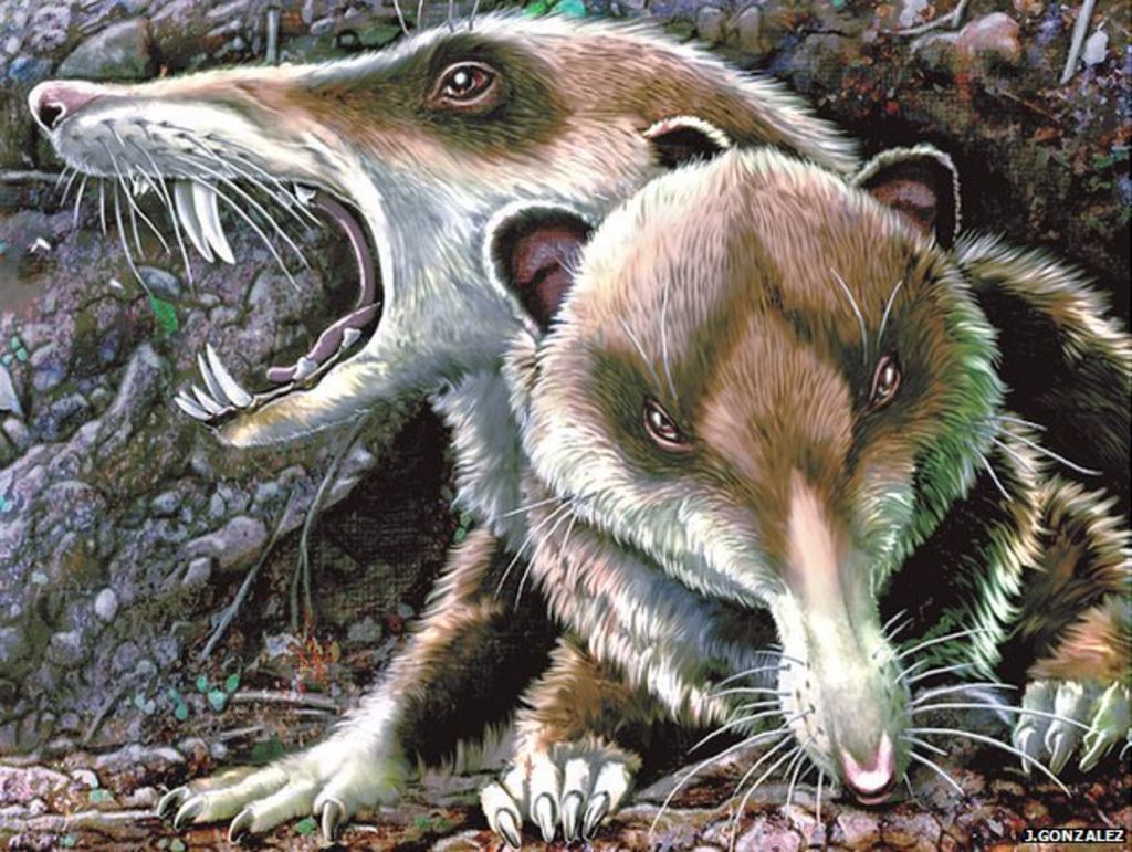 Tiny but toothy mammal unearthed - BBC News